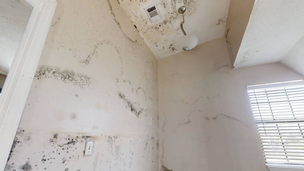Longmont, CO Mold Removal Company