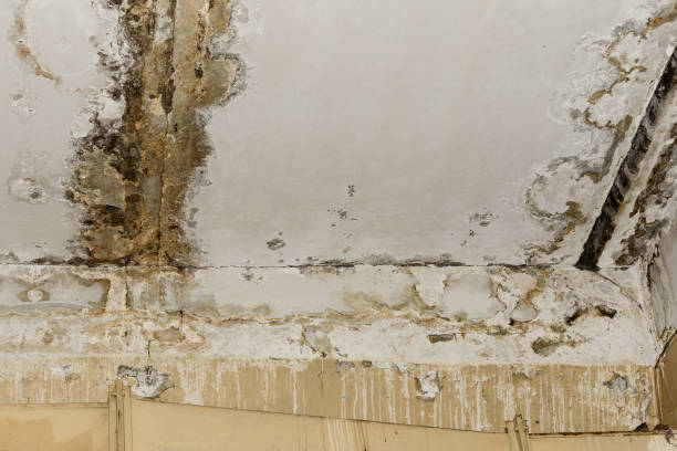 Best Mold Removal for HVAC Installations  in Longmont, CO